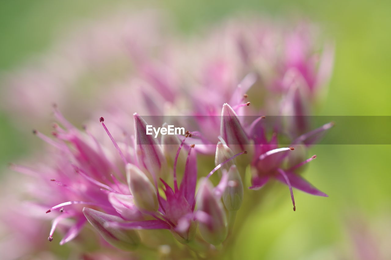 Close-up of pink flowers blooming outdoors