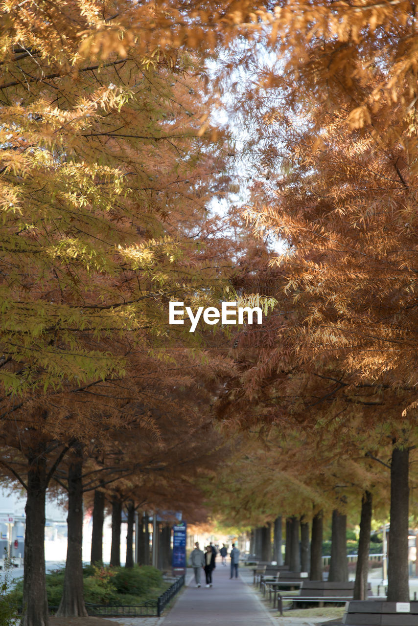 WOMAN WALKING IN AUTUMN