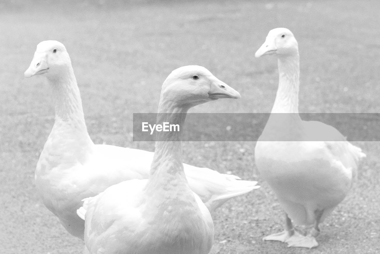 Close-up of three geese