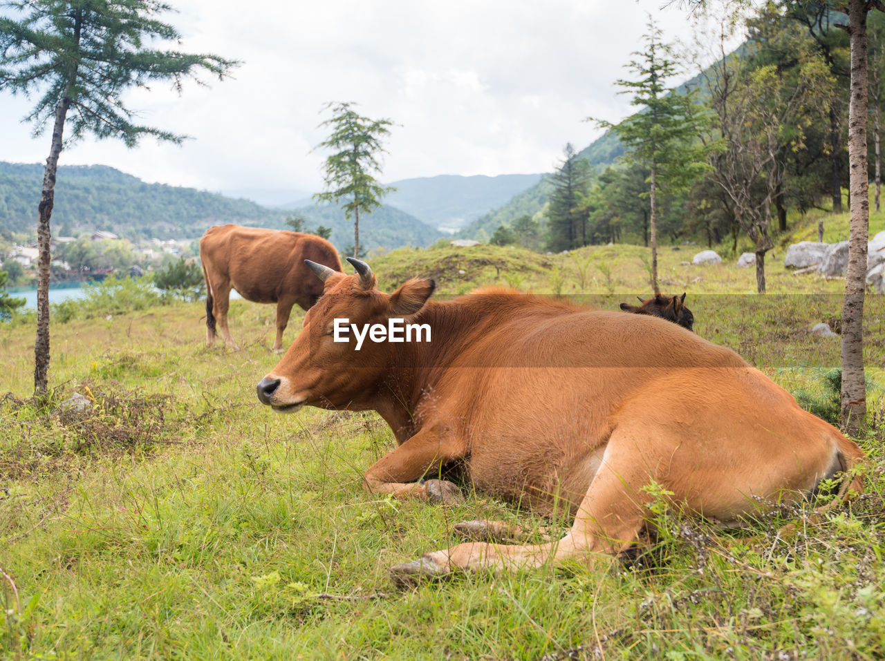 Cow resting on grassy field