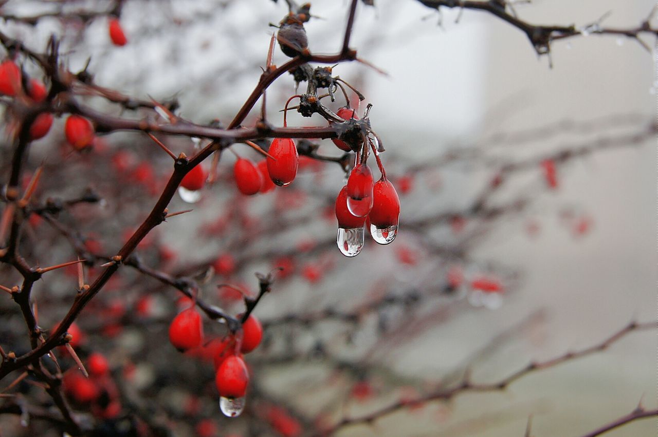 Close-up of frozen fruits