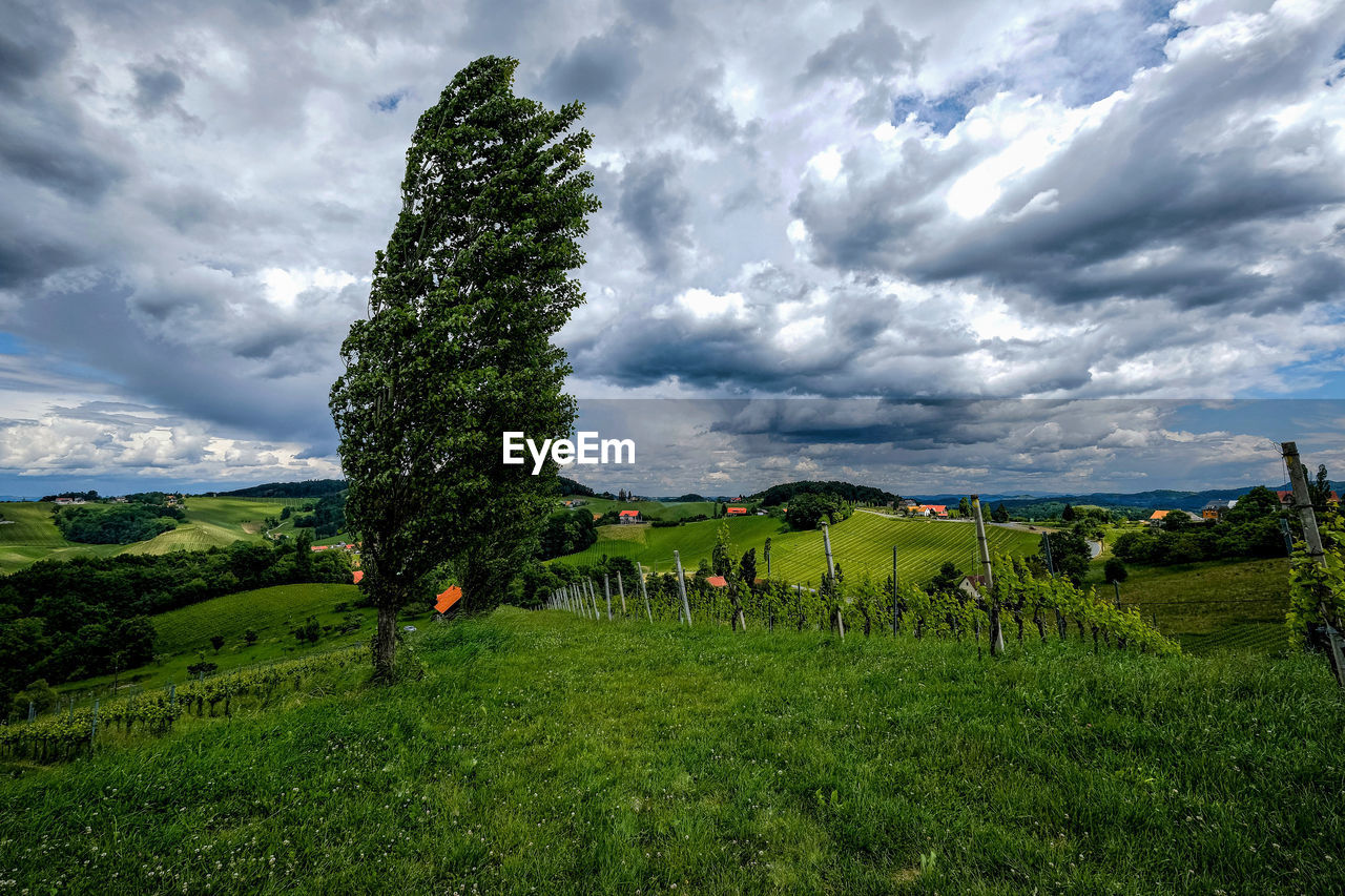 Trees on field against sky