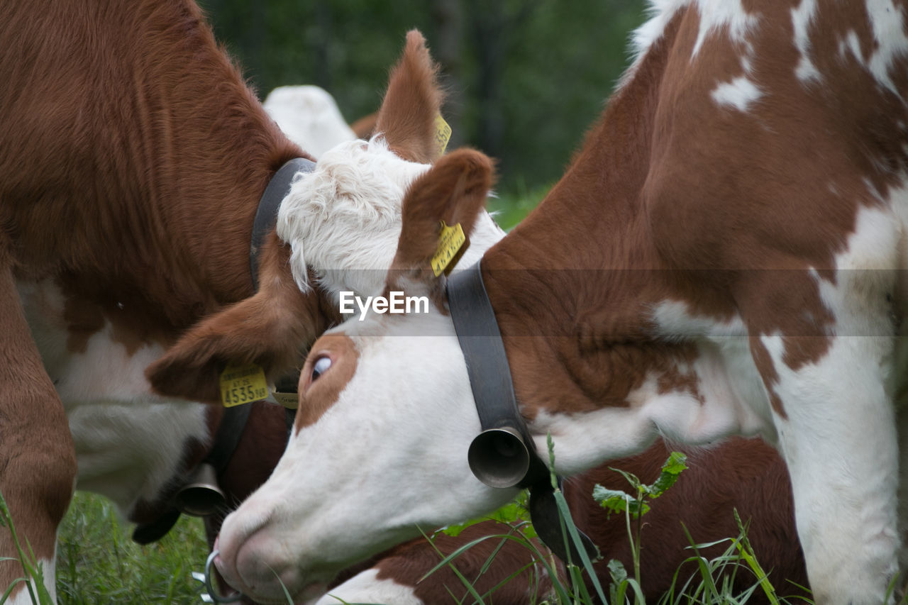 Close-up of cows