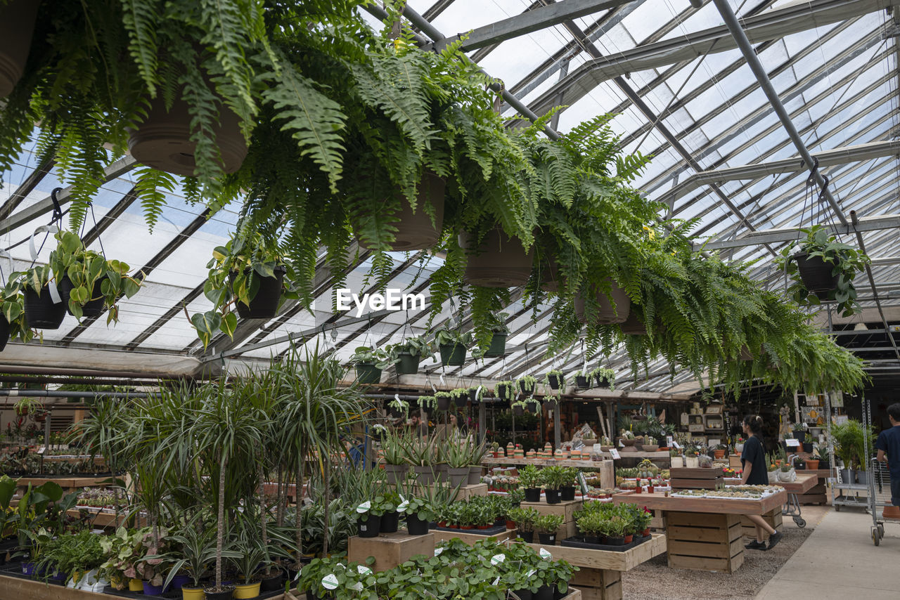 plant, greenhouse, growth, nature, botany, flower, garden, tree, indoors, plant nursery, botanical garden, day, tropical climate, architecture, potted plant, palm tree, green, beauty in nature, outdoor structure, business, built structure, ceiling, resort, roof, leaf, adult