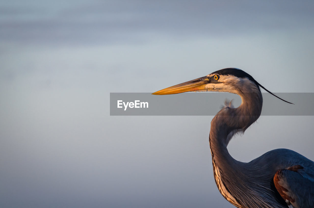 Close-up of heron