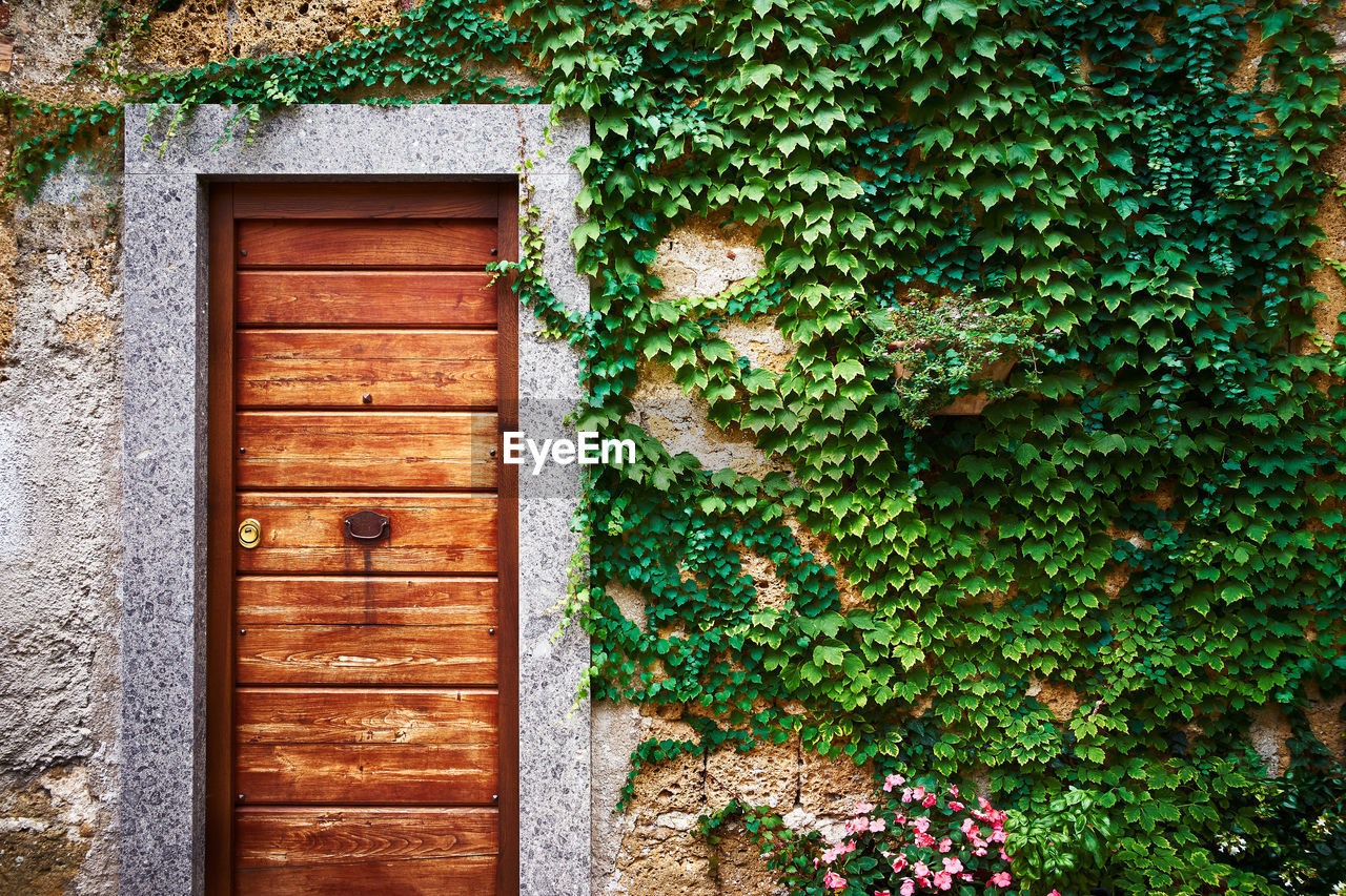 A wooden door with old wall with plants