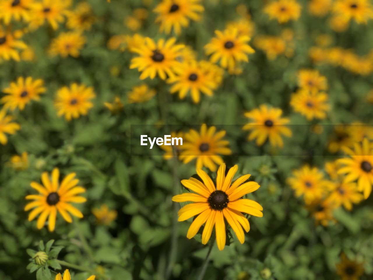 Close-up of yellow daisy flowers