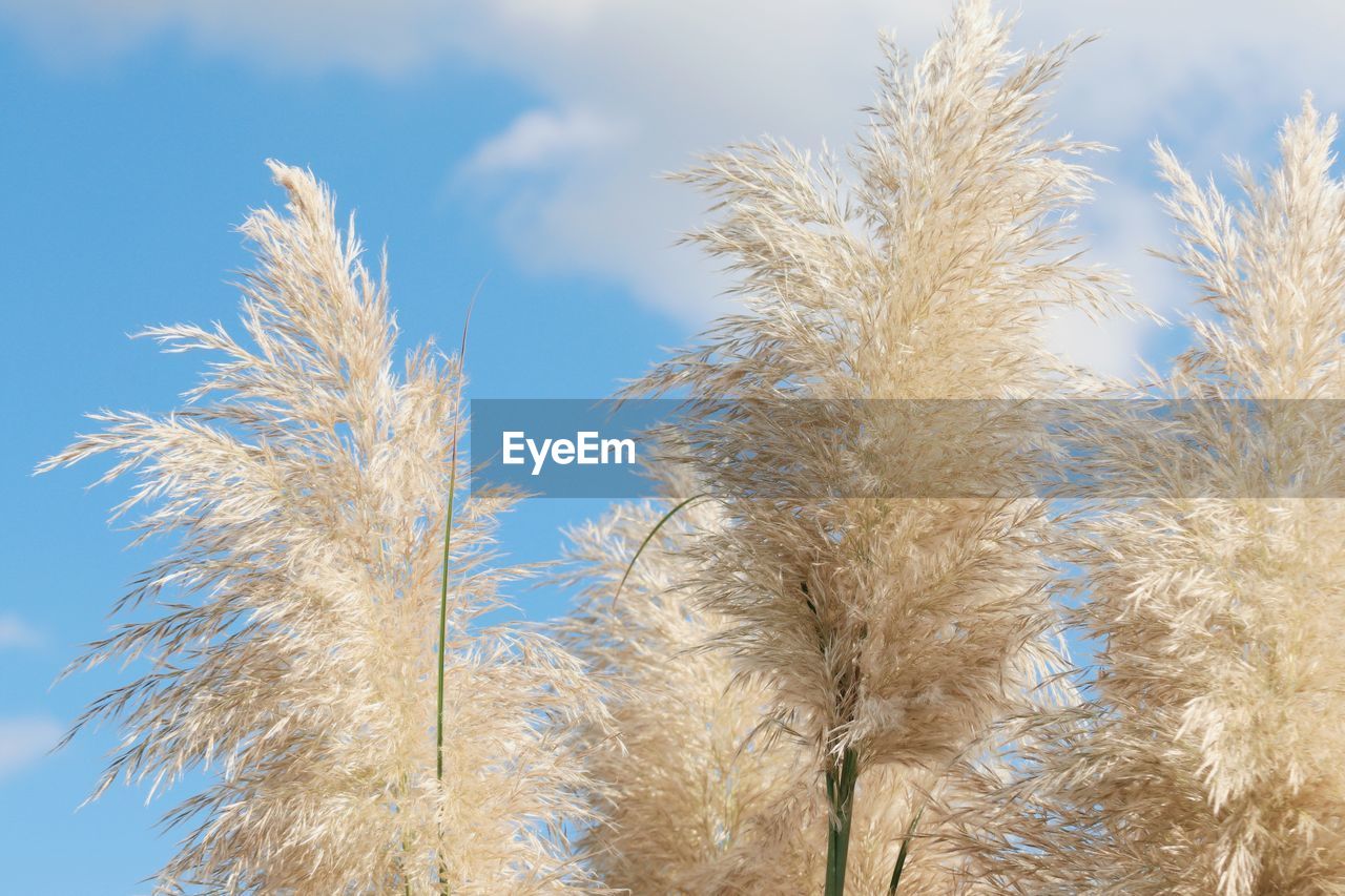 plant, sky, grass, tree, nature, growth, branch, no people, frost, field, beauty in nature, low angle view, day, sunlight, winter, cloud, outdoors, tranquility, blue, land, close-up, landscape, agriculture