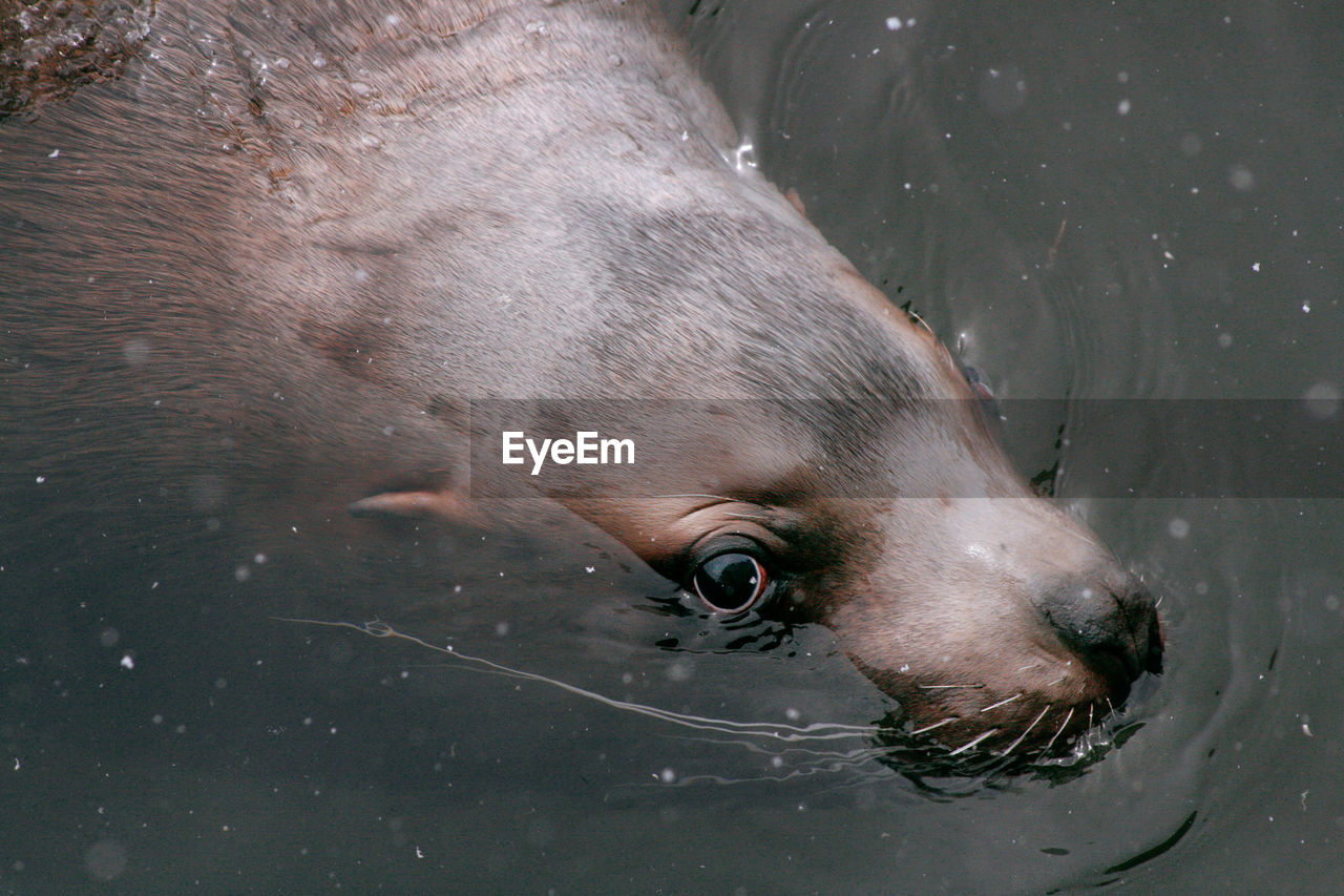 Sea lion swimming in sea