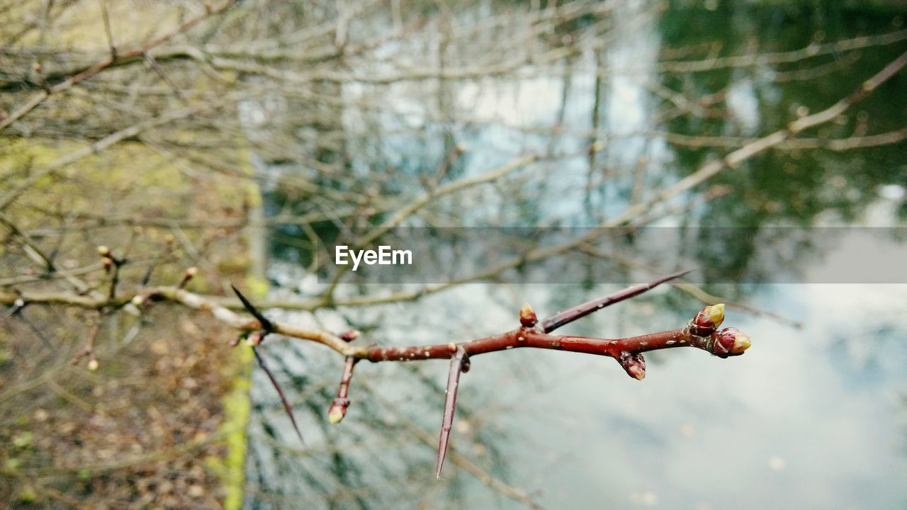 Close-up of thorn twig