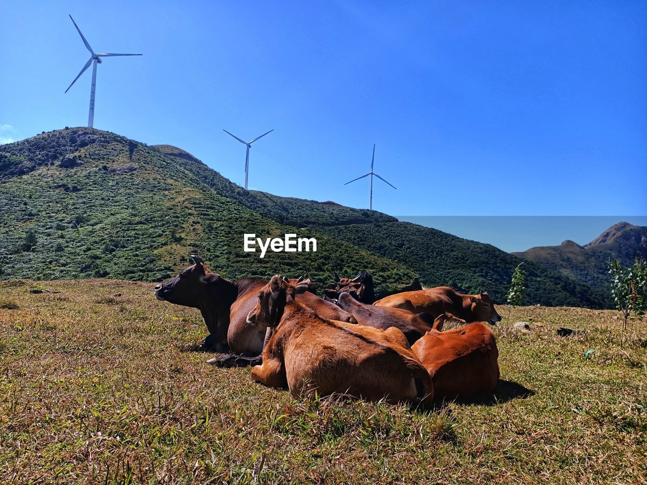 VIEW OF SHEEP ON FIELD