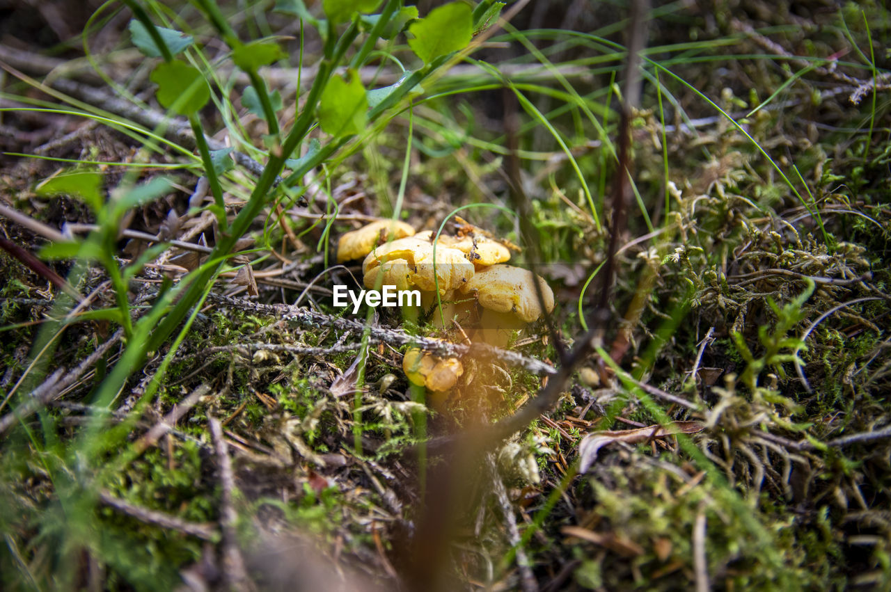 nature, plant, forest, land, vegetable, food, fungus, woodland, growth, mushroom, wildlife, grass, macro photography, no people, flower, food and drink, selective focus, field, autumn, close-up, day, natural environment, leaf, tree, outdoors, beauty in nature, animal wildlife, yellow, freshness, green, rainforest, healthy eating, animal, animal themes, environment, moss, penny bun