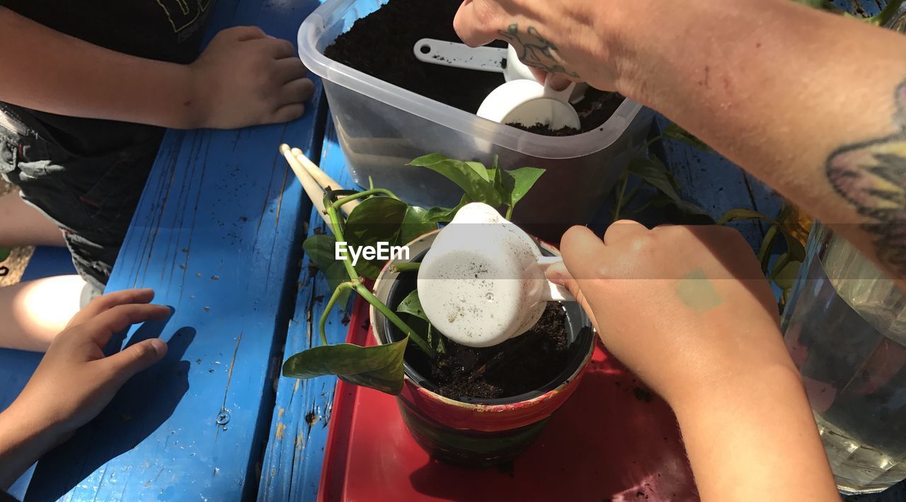 Cropped image of hands planting at table