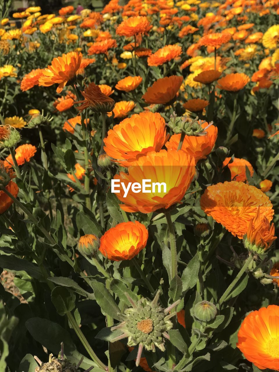 plant, orange color, growth, beauty in nature, flower, freshness, flowering plant, nature, plant part, leaf, fragility, yellow, petal, flower head, no people, close-up, day, inflorescence, autumn, wildflower, high angle view, outdoors, botany, green, orange, food, land, field, sunlight