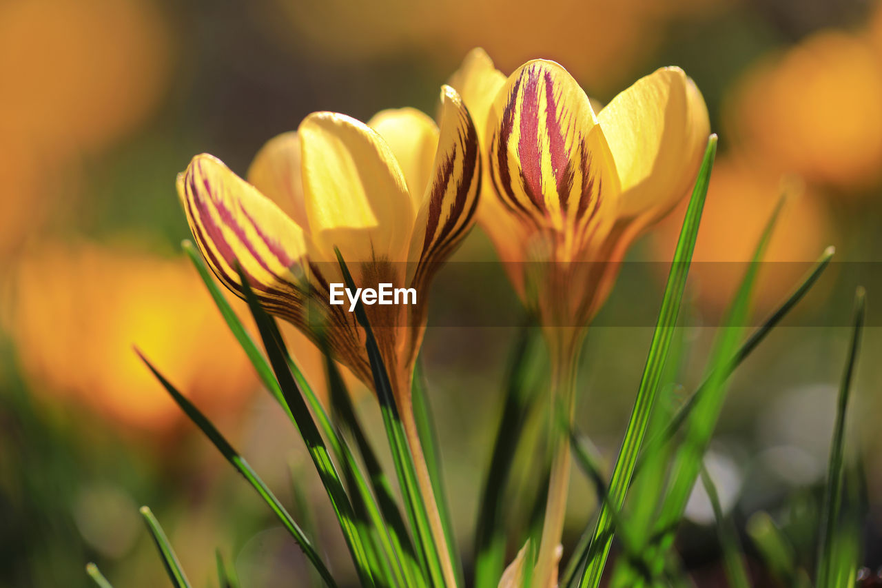 CLOSE-UP OF YELLOW CROCUS FLOWERS ON LAND