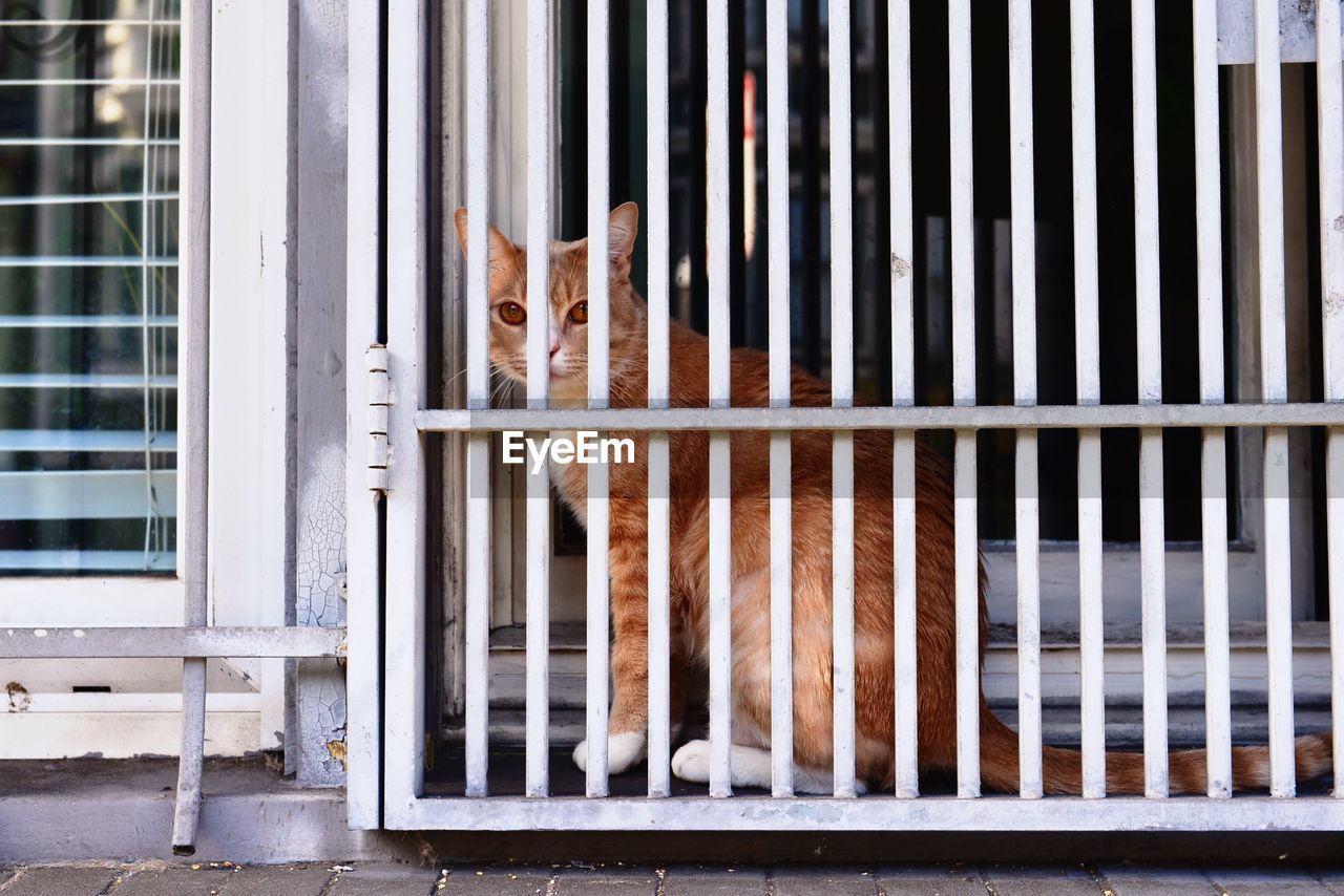 Cat sitting on window sill