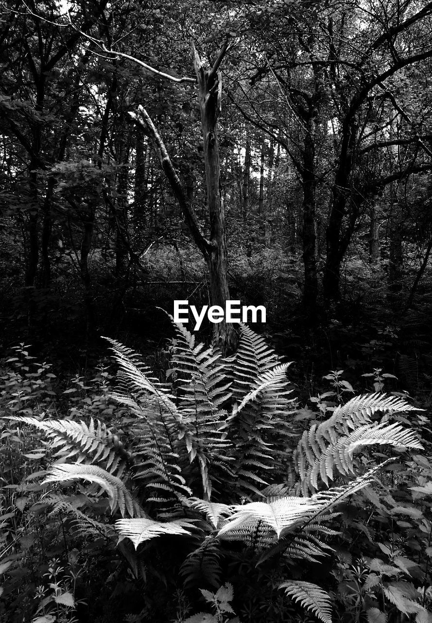 TREES GROWING IN FOREST