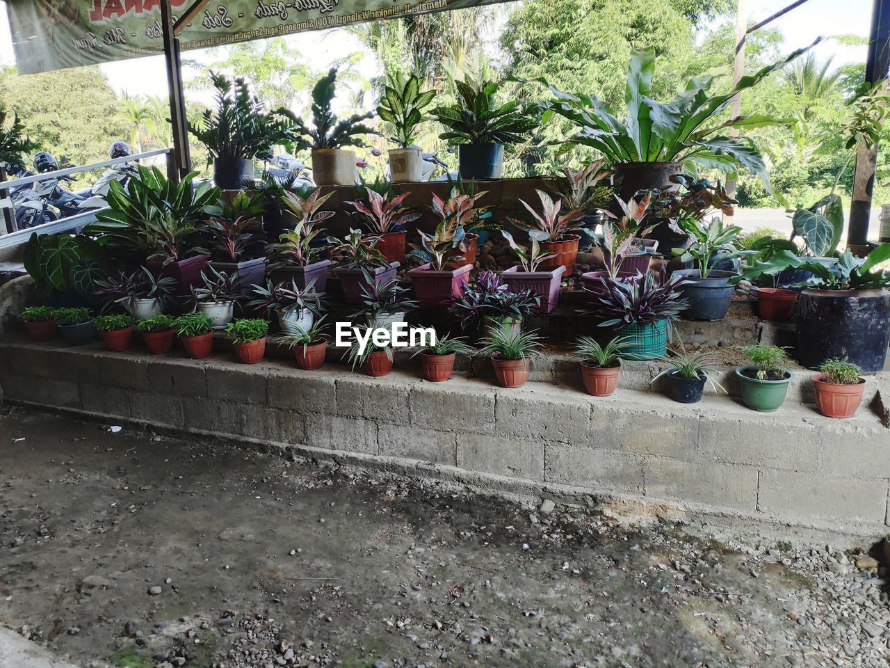 POTTED PLANTS IN ROW