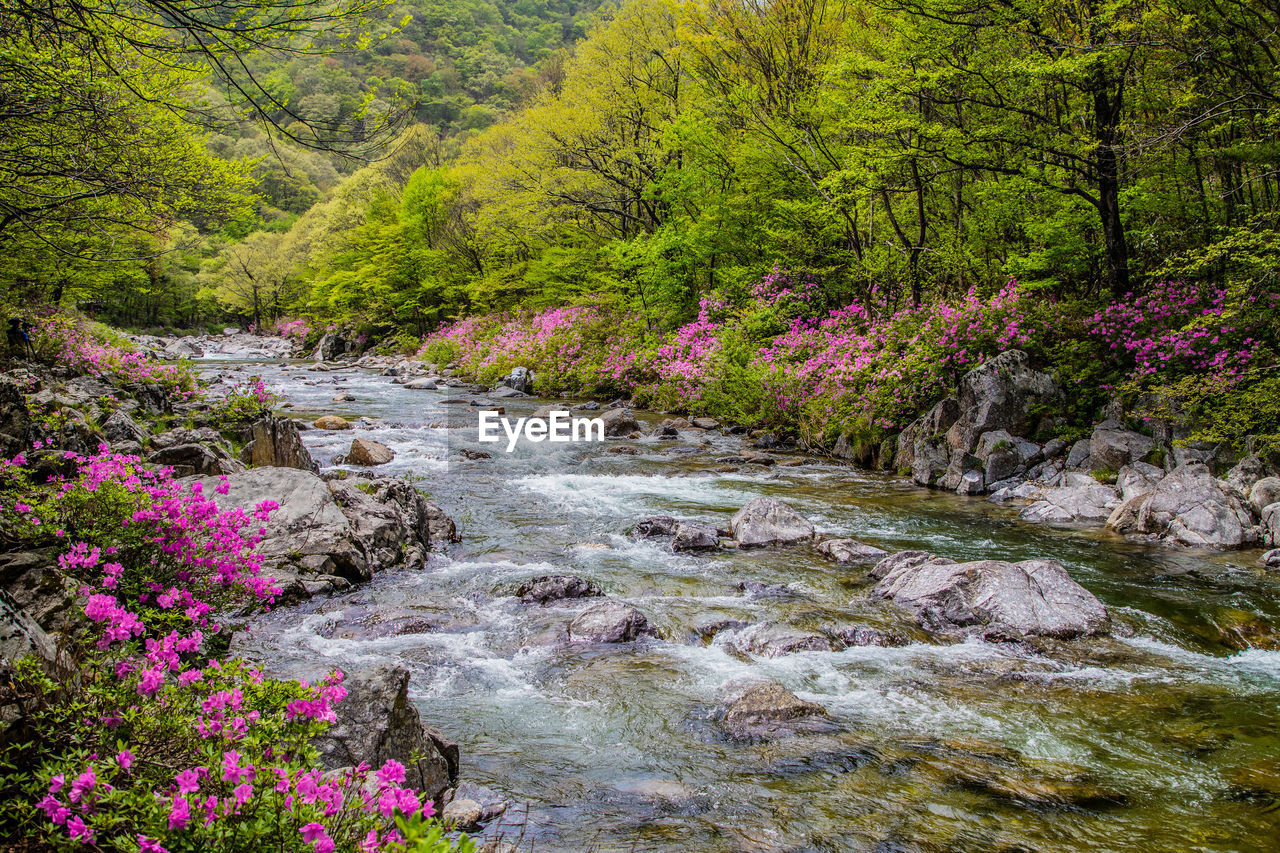 Scenic view of river amidst trees in forest