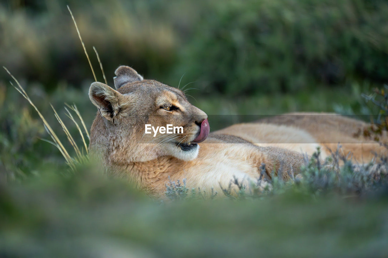 close-up of lioness sitting on field