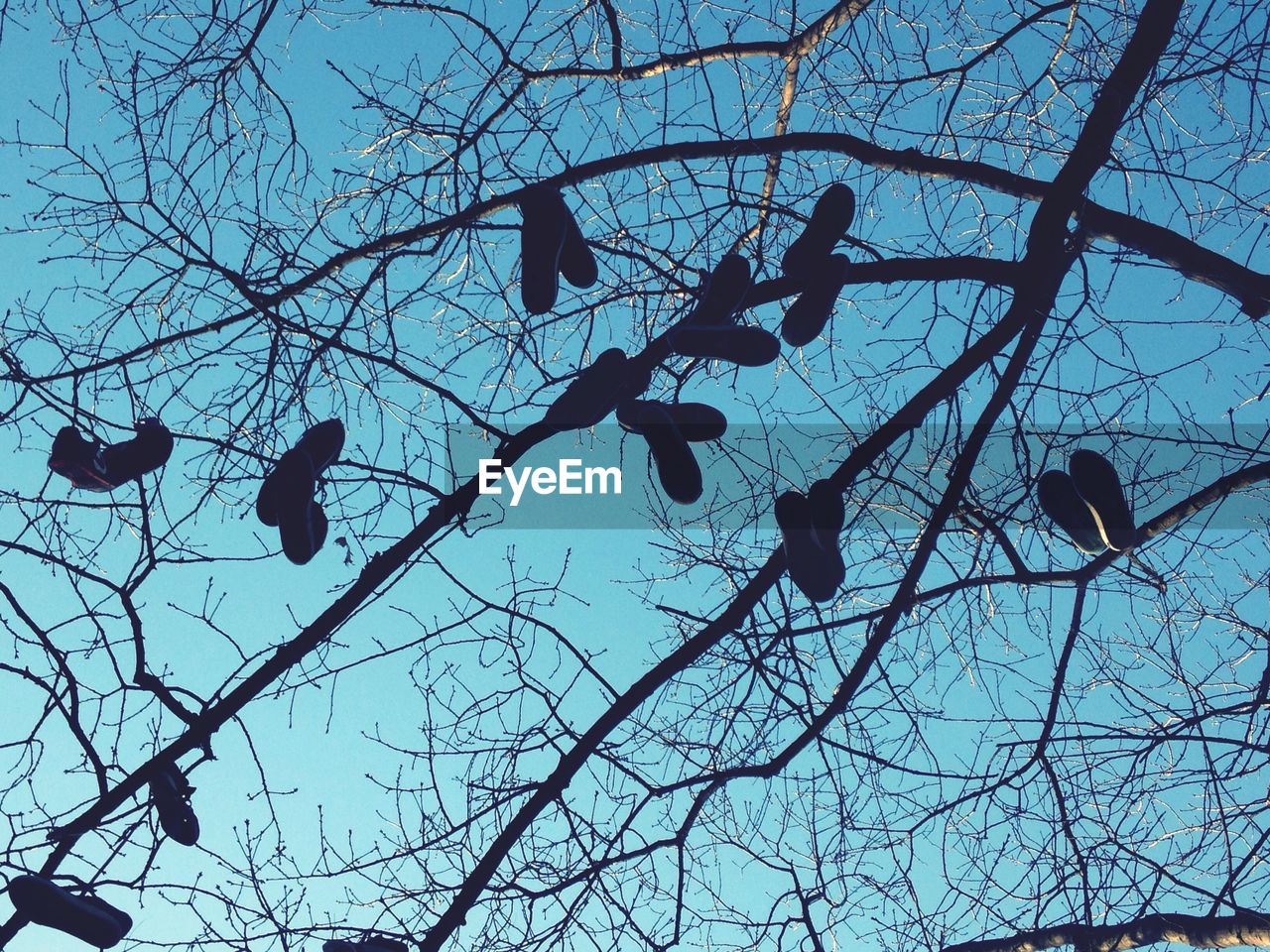 Low angle view of shoes hanging on bare tree against blue sky