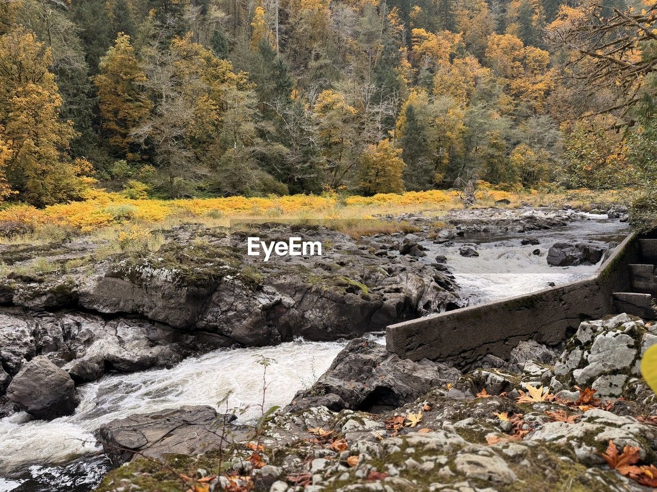 wilderness, autumn, tree, stream, nature, plant, rock, forest, leaf, land, beauty in nature, river, no people, scenics - nature, day, water, tranquility, landscape, environment, non-urban scene, tranquil scene, mountain, outdoors, geology, growth, remote, woodland, plant part