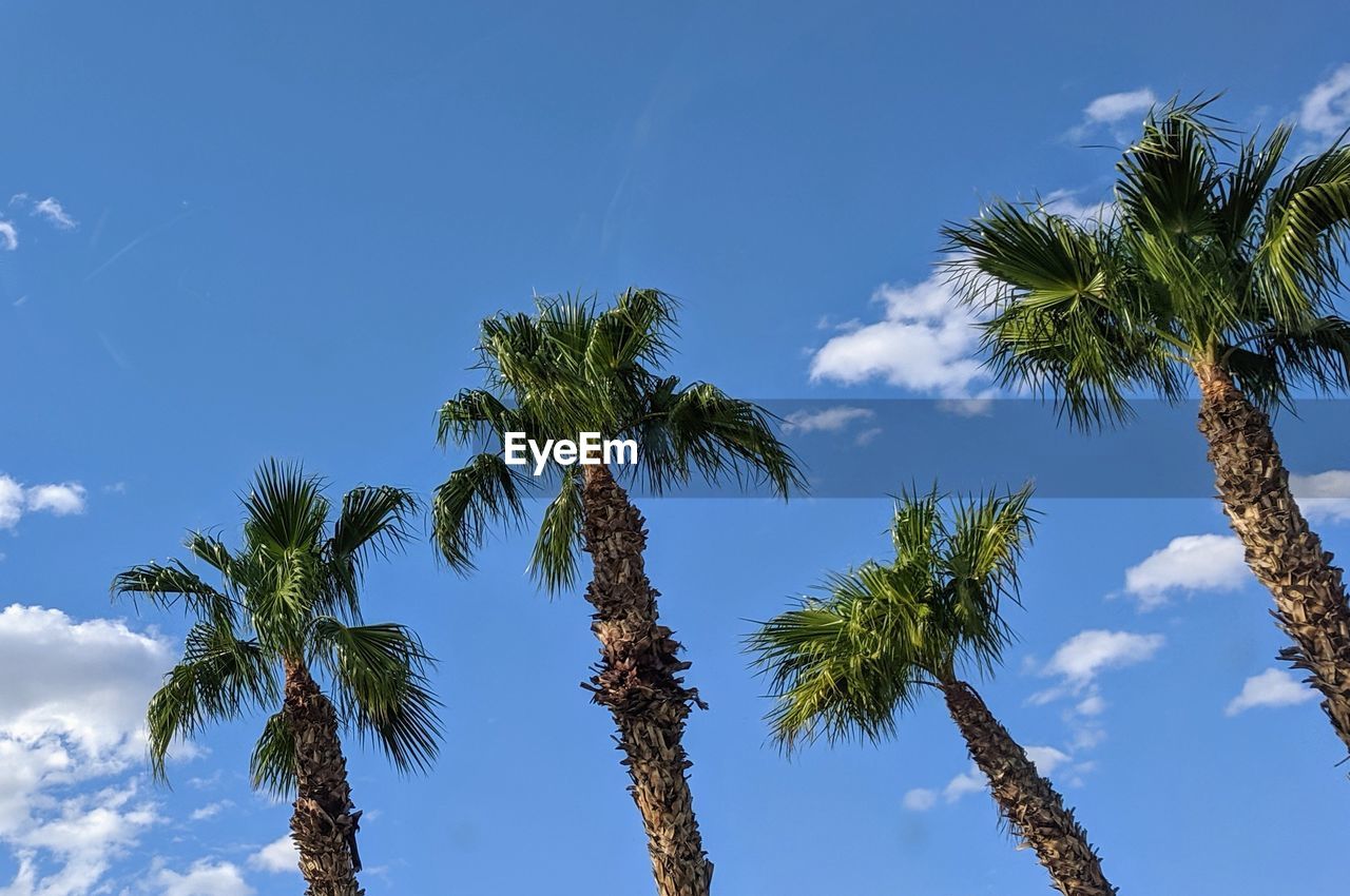 Four palm trees under a blue desert sky with white clouds
