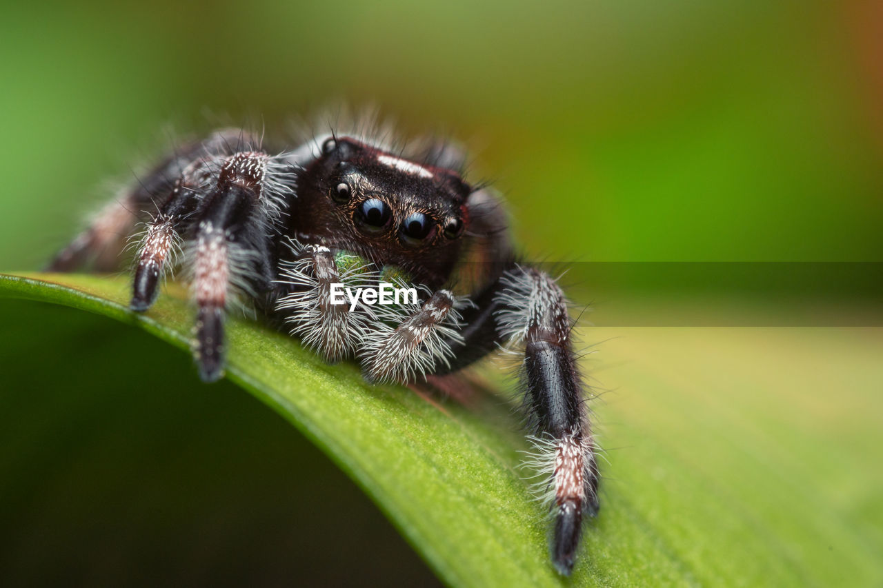 CLOSE-UP OF SPIDER ON GREEN LEAF