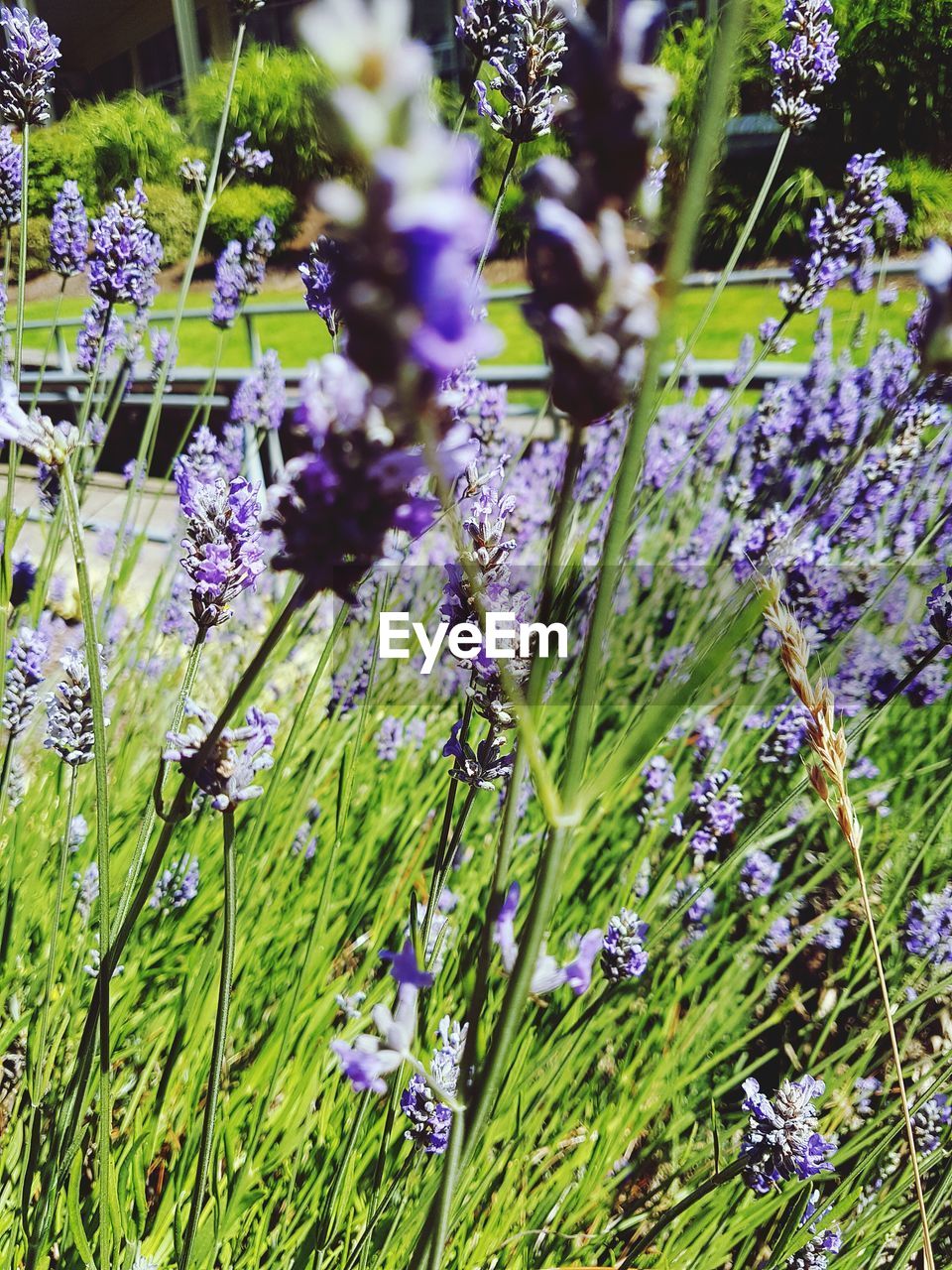 CLOSE-UP OF PURPLE LAVENDER FLOWERS