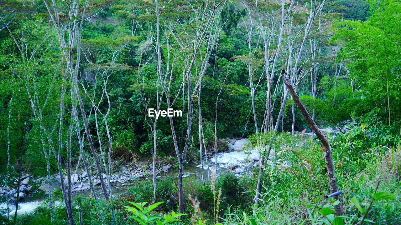 View of river flowing through forest