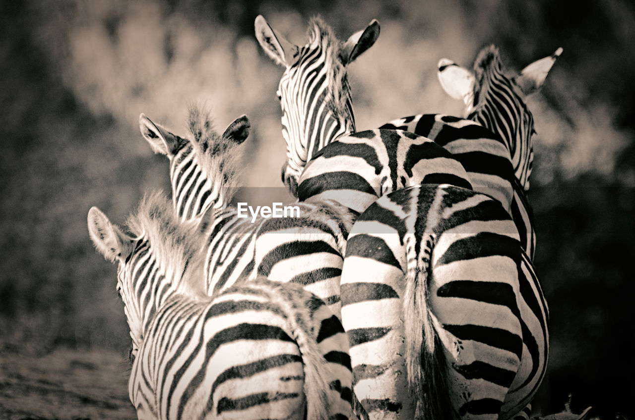 VIEW OF ZEBRAS