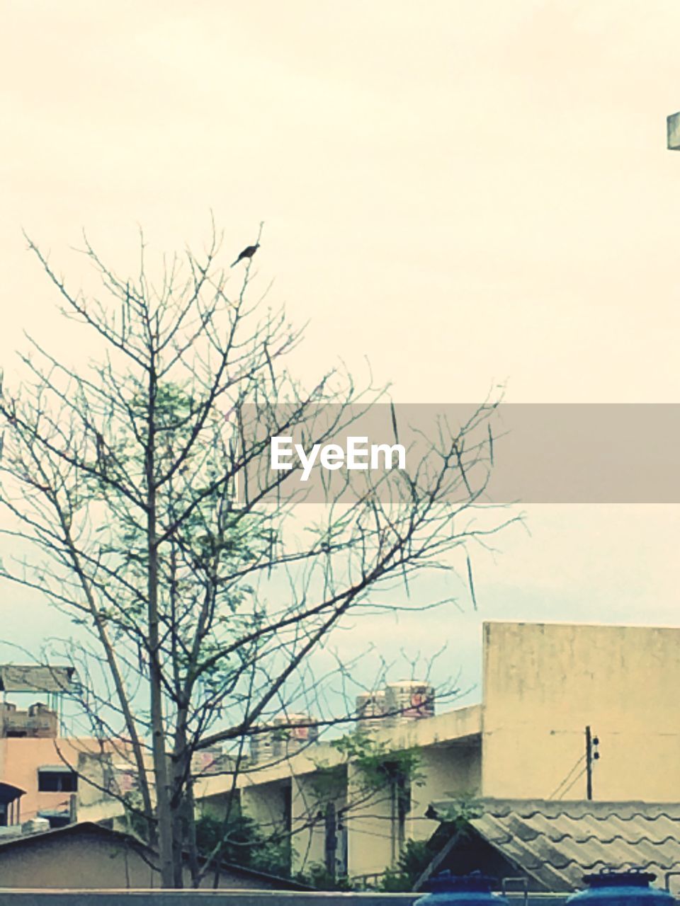 BARE TREES WITH BUILDINGS IN BACKGROUND