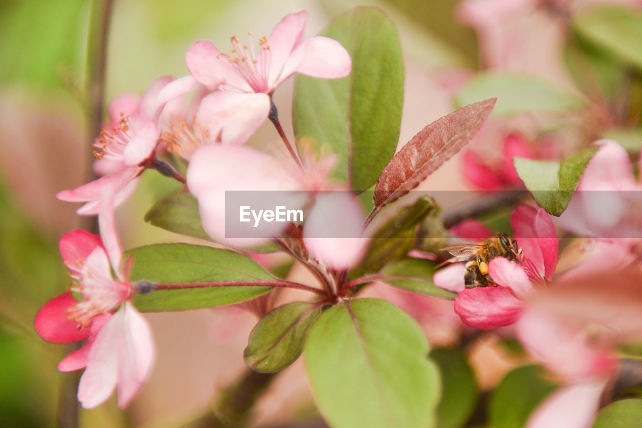 Close-up of pink flowers