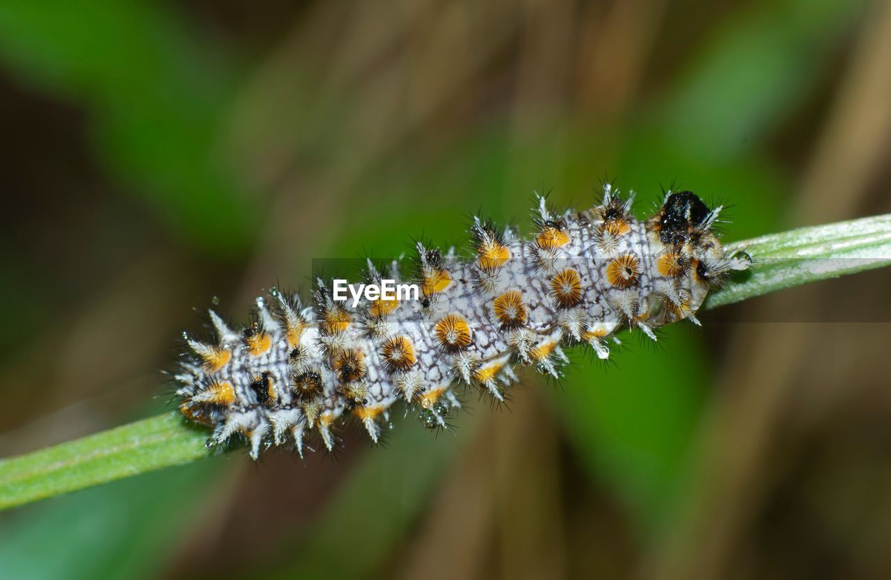 Closeup of caterpillar of melidaea didyma on a blade of grass