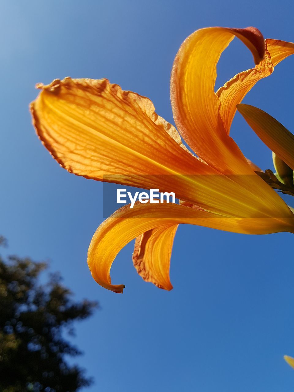 LOW ANGLE VIEW OF ORANGE FLOWER AGAINST SKY