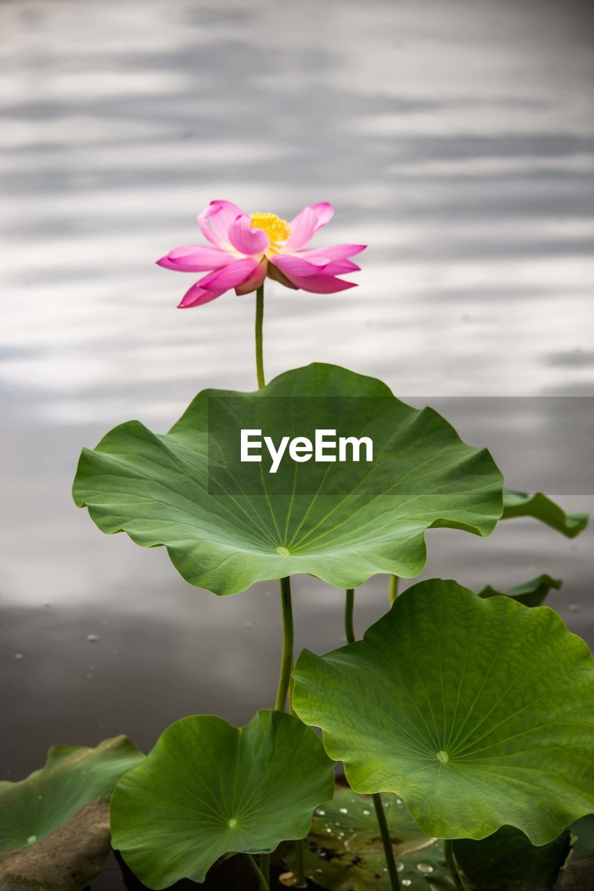 CLOSE-UP OF LOTUS WATER LILY