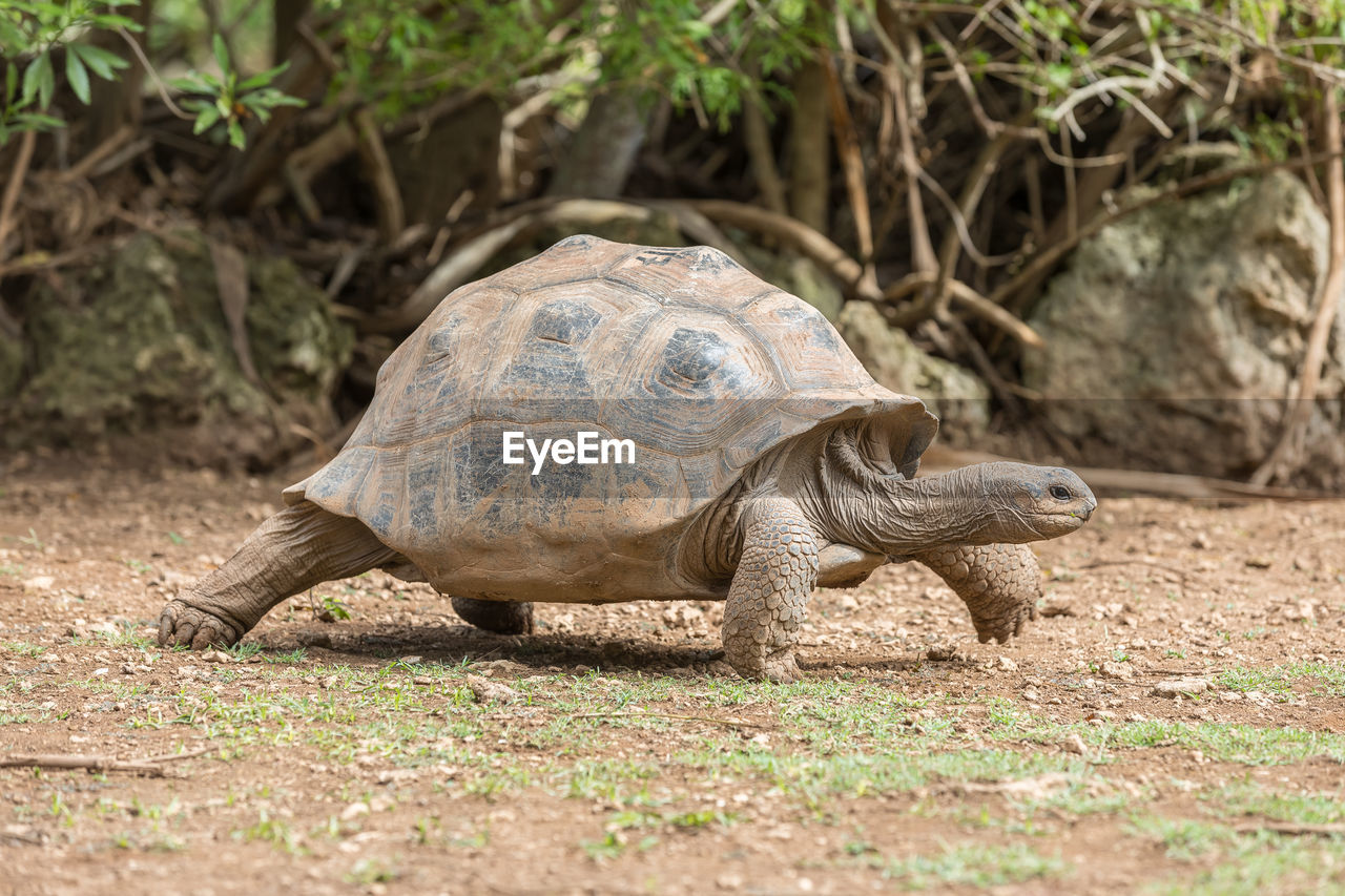 Side view of a turtle on ground