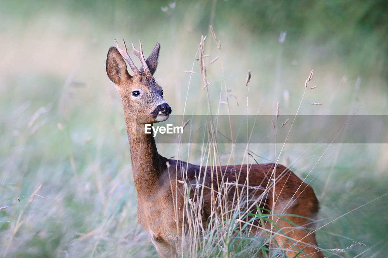 A roebuck up close