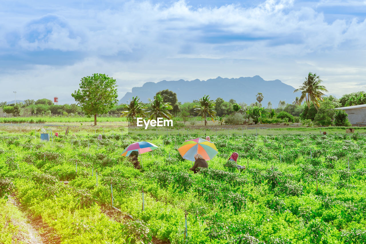 SCENIC VIEW OF FIELD