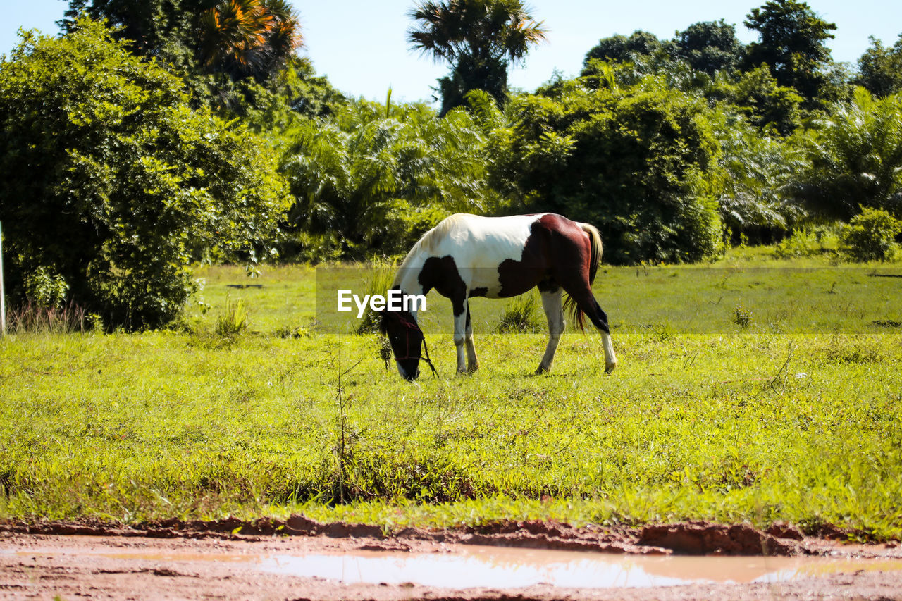 HORSE STANDING ON A FIELD