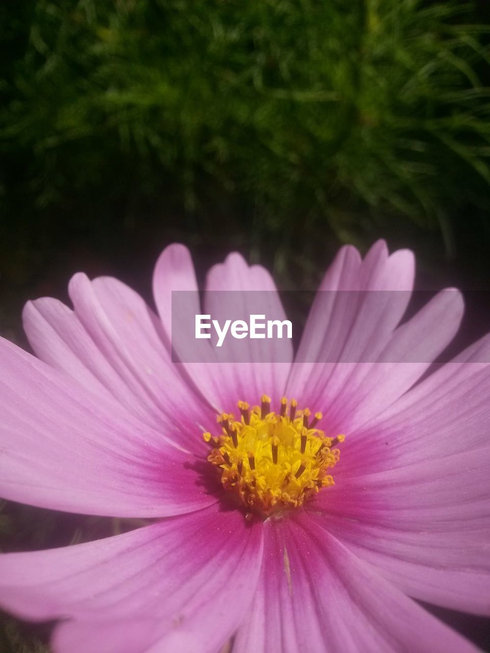 CLOSE-UP OF PINK DAISY BLOOMING OUTDOORS