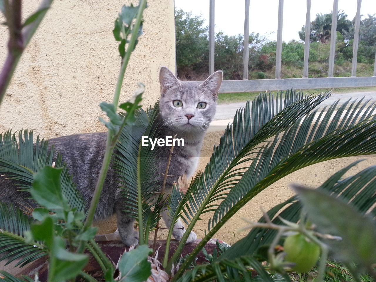 PORTRAIT OF CAT WITH GREEN EYES