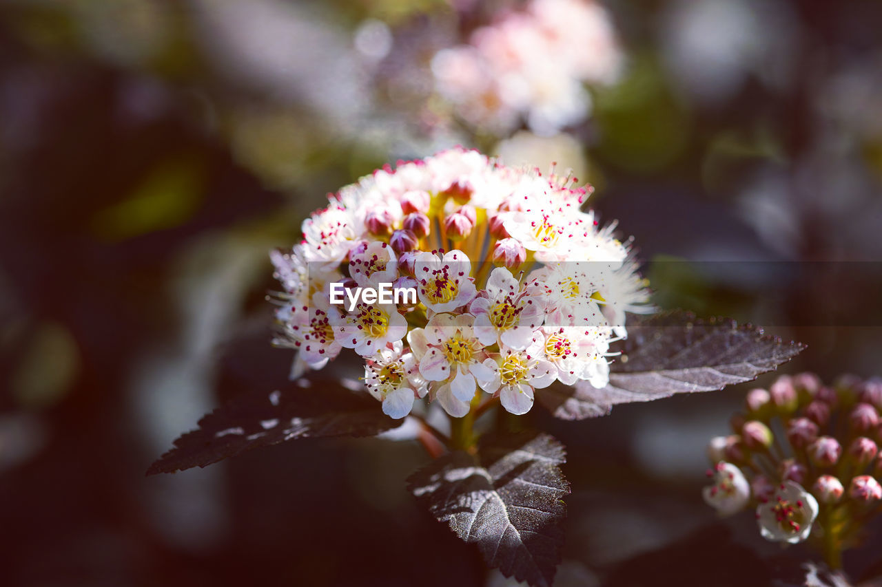 flower, plant, flowering plant, blossom, beauty in nature, macro photography, nature, close-up, freshness, branch, fragility, growth, no people, flower head, spring, petal, springtime, outdoors, leaf, focus on foreground, tree, food, inflorescence, pink, food and drink, selective focus, botany, produce, fruit, day, white, multi colored, environment, plant part, yellow