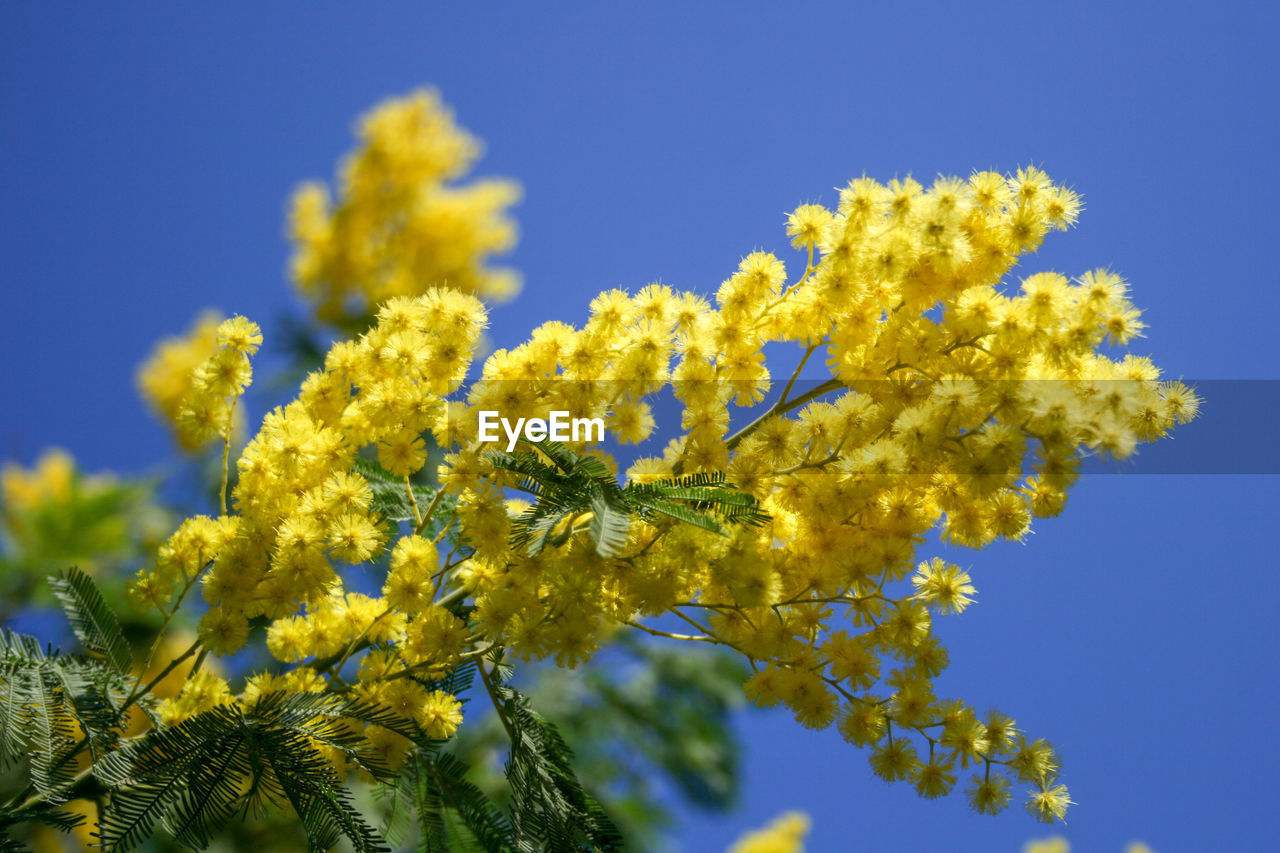 Close-up of yellow flowering plant against clear blue sky