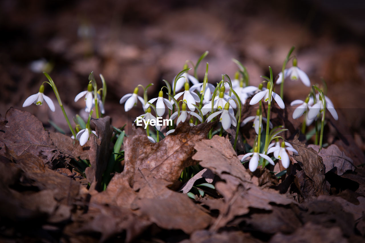 CLOSE-UP OF WHITE FLOWERING PLANT