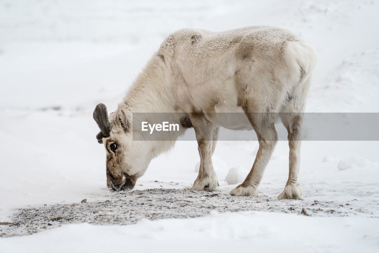 CLOSE-UP OF HORSE ON SNOW ON FIELD