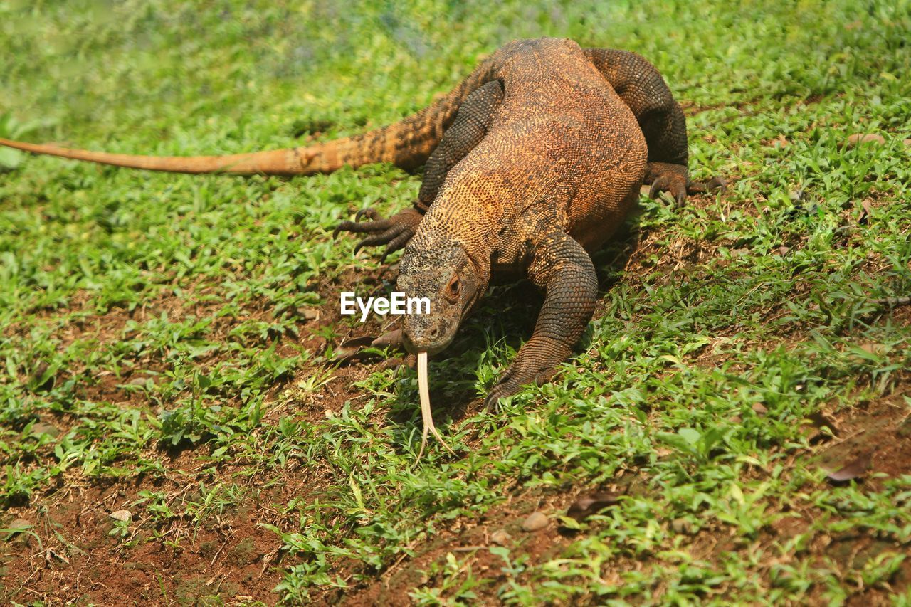 close-up of iguana on field