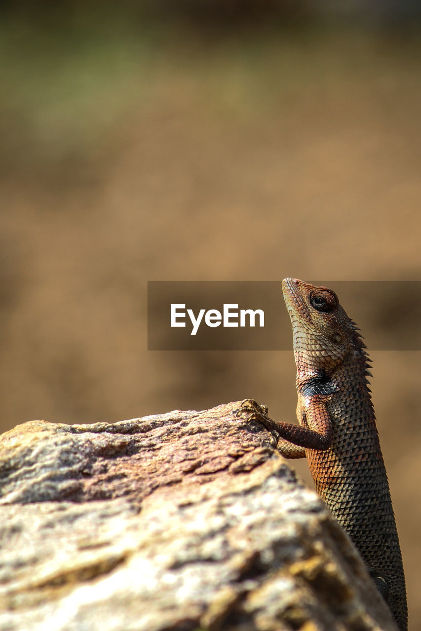 Close-up of lizard on rock