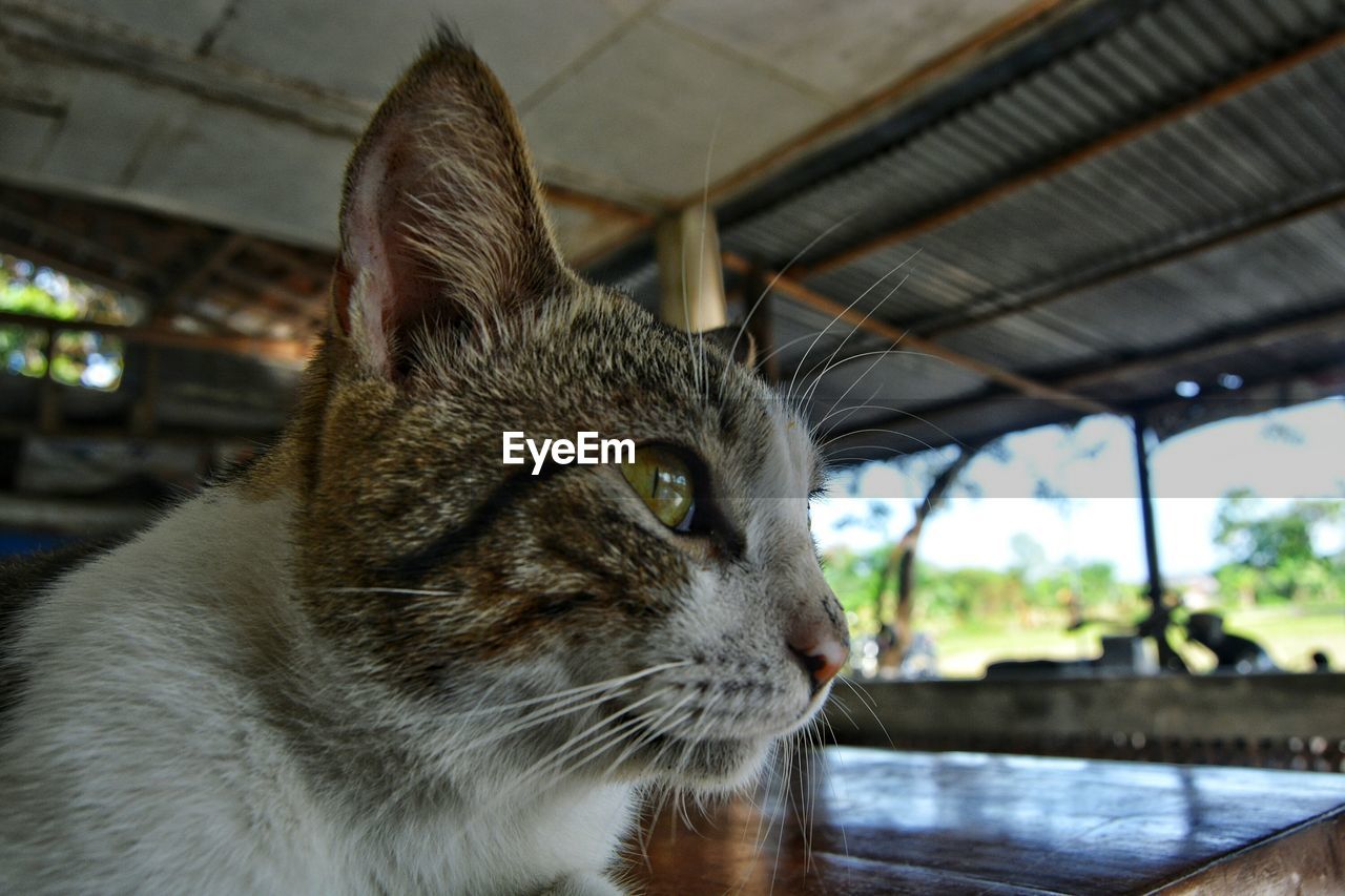 Close-up portrait of cat