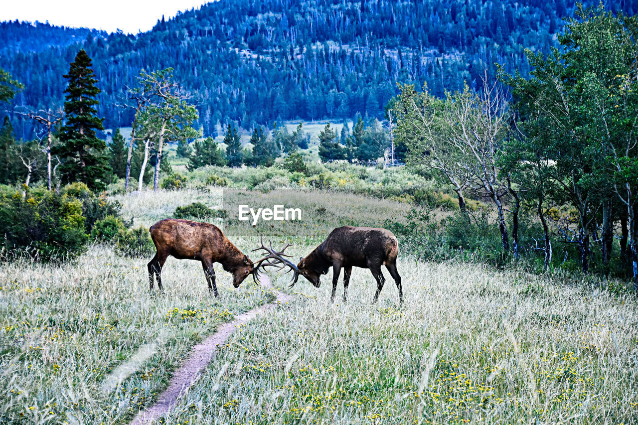 HORSES IN THE FIELD